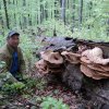 Пістряки(їстивні гриби)2012.05.6-dsc00934